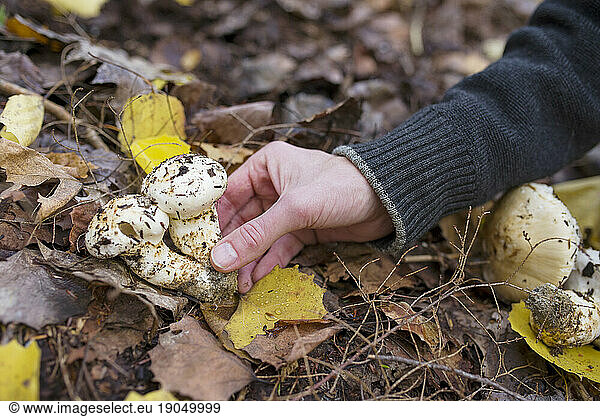 A man holding foraged matsutake mushrooms in the forest