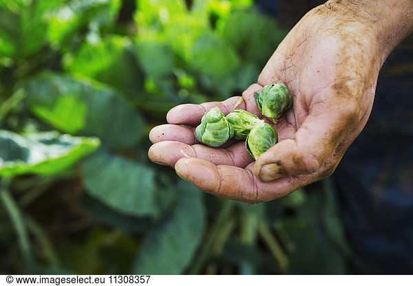 A man holding three small brussel sprouts in his hand.