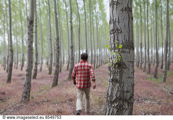 A man in a forest of poplar trees  Oregon  USA.