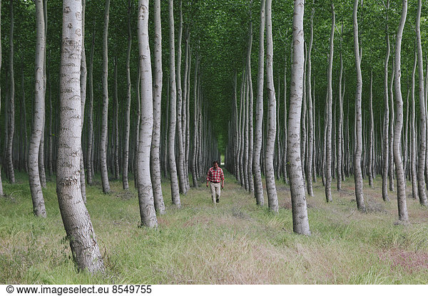 A man in a forest of poplar trees  Oregon  USA.
