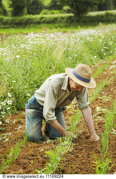 A man kneeling down tending a row of small plants in a field.