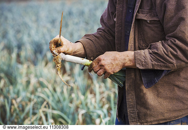 A man lifting and trimming organic leeks in a field.