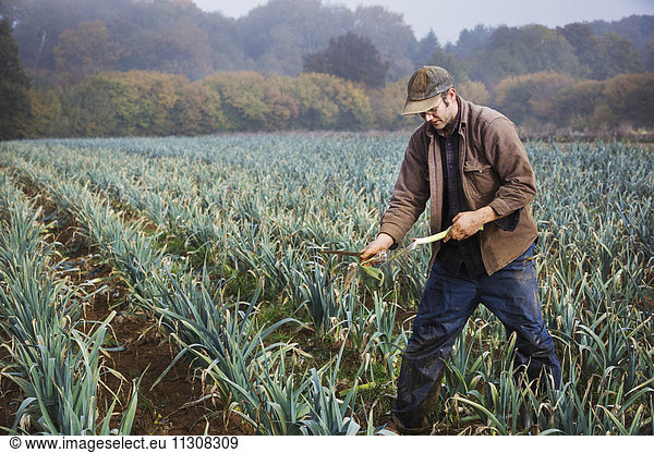 A man lifting and trimming organic leeks in a field.