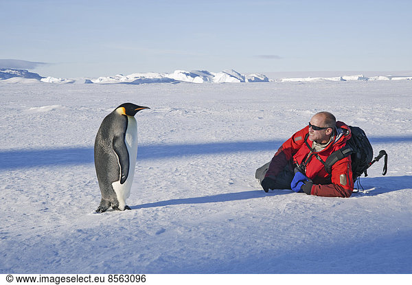 A man lying on his side on the ice  close to an emperor penguin standing motionless.