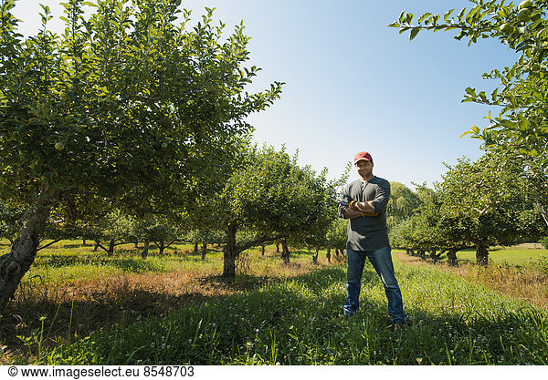 A man picking apples in an orchard.