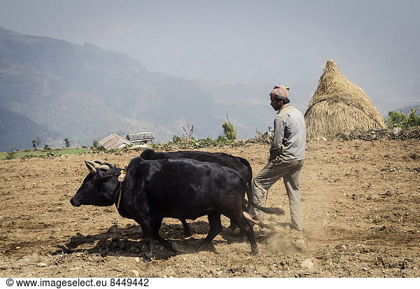 A man ploughs his terraced-field  Dhampus  Annapurna Conservation Area  Nepal  Asia