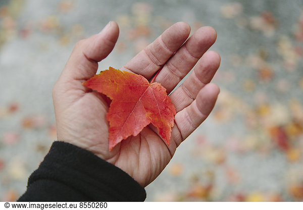 A man's hand holding a maple leaf in the palm of his hand. Autumn in Discovery Park  Seattle  Washington.