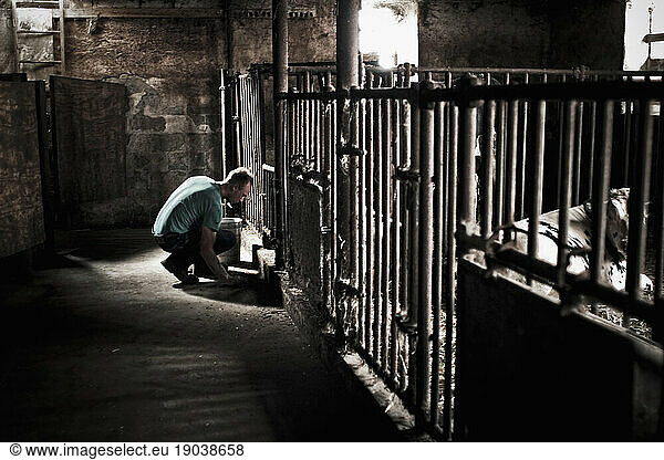 A man squats down to tend to a bull through a barred cage in a dark barn in Keymar  Maryland.