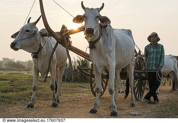A man stands near his cattle and ox cart in Kampong Tralach Village  Cambodia; Kampong Tralach District  Cambodia