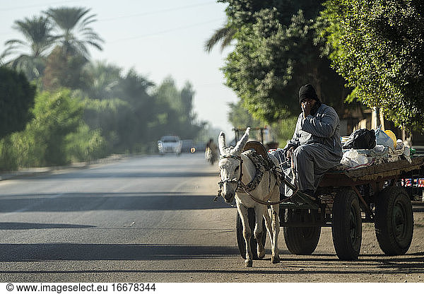 A man steers a donkey cart on the street