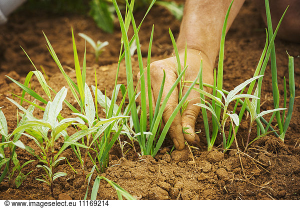 A man tending small plants.