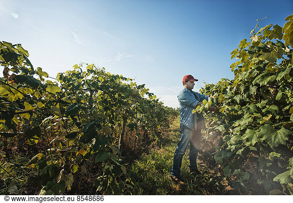 A man tending the growing grape vines in a vineyard  pruning and tying the shoots in.