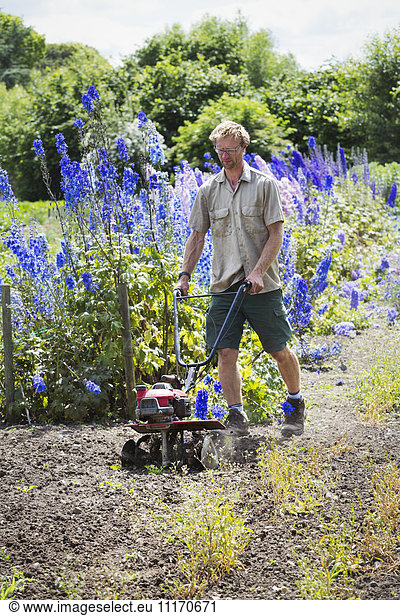 A man using a rotivator on soil in flowers beds in an organic garden.