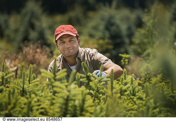 A man wearing protective gloves clipping and pruning a crop of conifers  pine trees in a plant nursery.