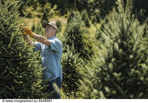 A man wearing protective gloves clipping and pruning a crop of conifers  pine trees in a plant nursery.