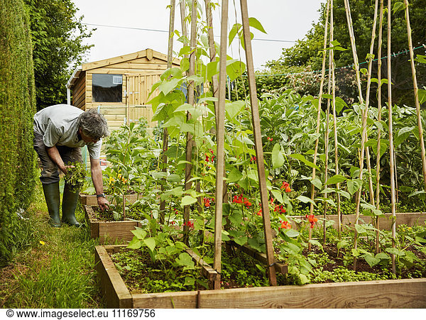 A man working in his garden  weeding raised beds. Garden shed.