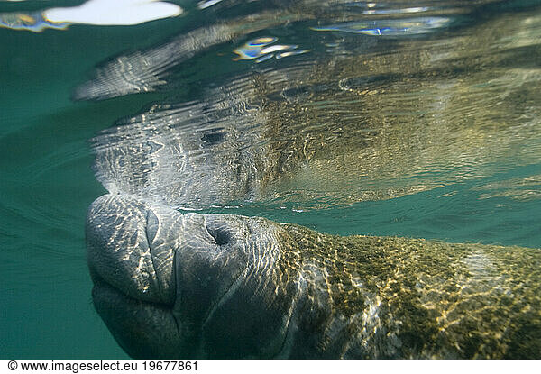 A manatee takes a breath at the surface of Crystal River.