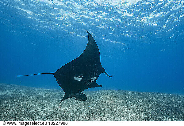 a manta ray floating graceful through the ocean at Komodo / Indonesia