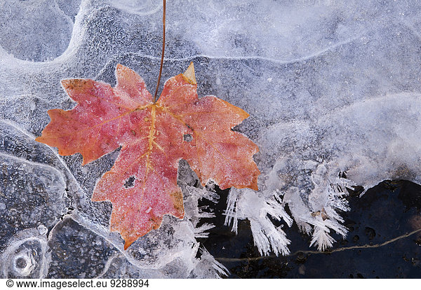 A maple leaf in autumn colours on ice.