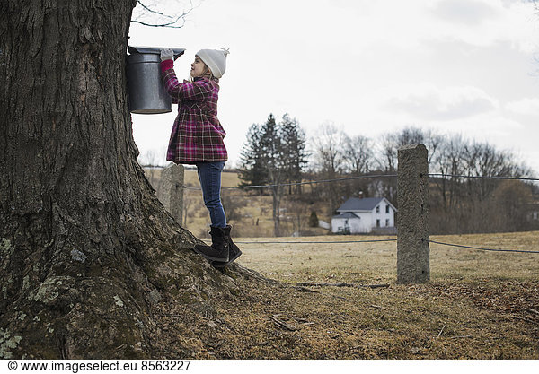 A maple syrup farm. A young girl holding a bucket which is tapping the sap from the tree.