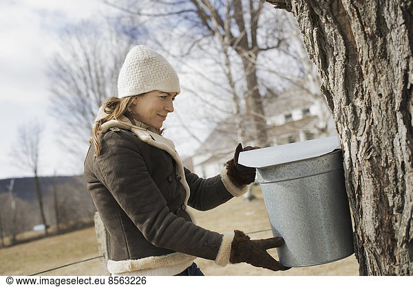 A maple syrup farm. A young woman holding a bucket which is tapping the sap from the tree.
