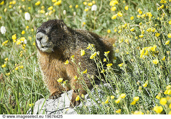 A marmot on it's perch in the tundra.