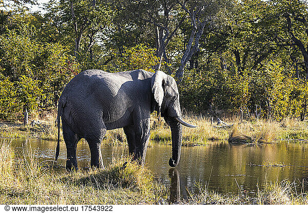 A mature elephant with tusks in marshland  loxodonta africana