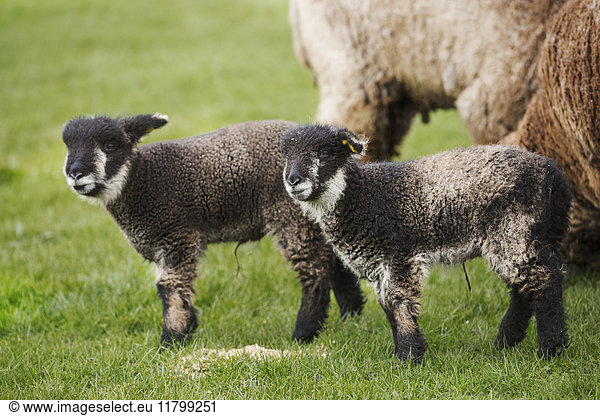A mature sheep and two young black and white lambs in a field.