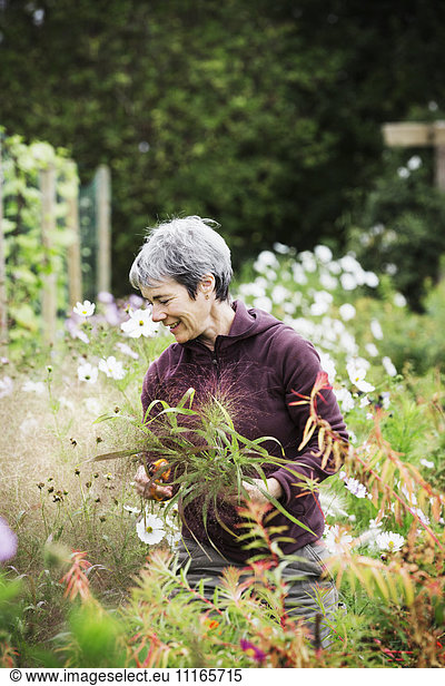 A mature woman in a flowering bed  cutting flowers for arrangements. An organic flower nursery.