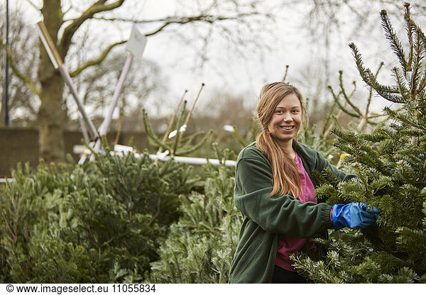 A member of staff in a garden centre  handling cut Christmas trees.