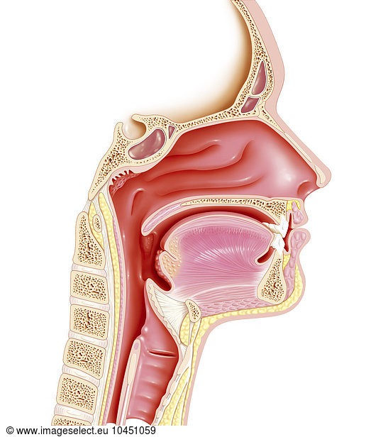 A mid-sagittal plane illustration of the upper respiratory tract A mid ...