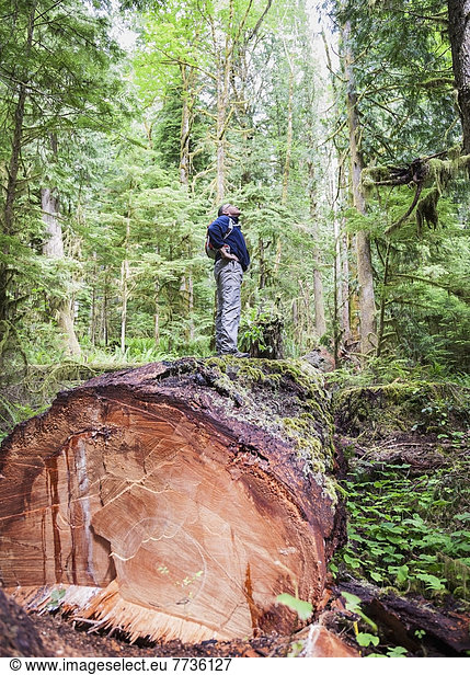 A Middle Aged Man Hiking In A Logged Forest On Vancouver Island  British Columbia Canada