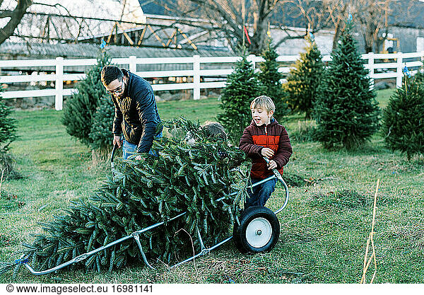 A millennial man and his children getting their Christmas tree at farm