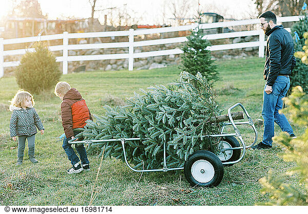 A millennial man and his children getting their Christmas tree at farm