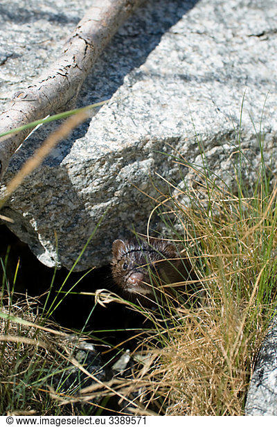 A mink looking out from underneath a rock  Sweden.