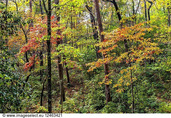 A mixture of deciduous and evergreen trees in a forest in the autumn.