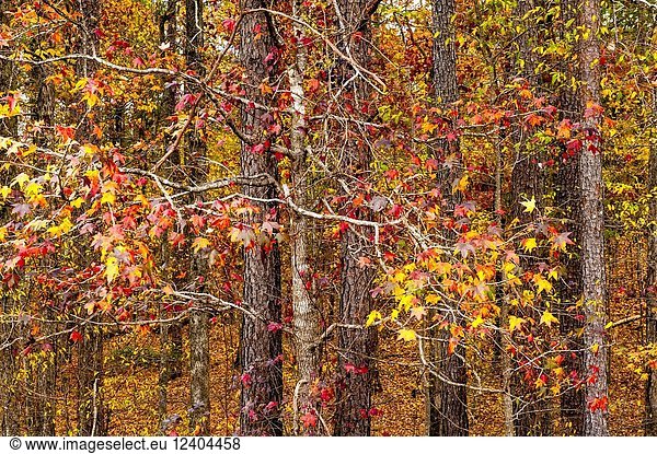 A mixture of maple leaf colors on trees in a forest in the fall.