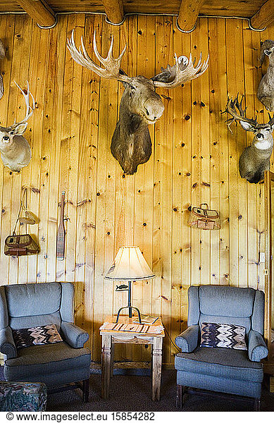 A moose head and deer heads mounted on a wall in a hunting lodge