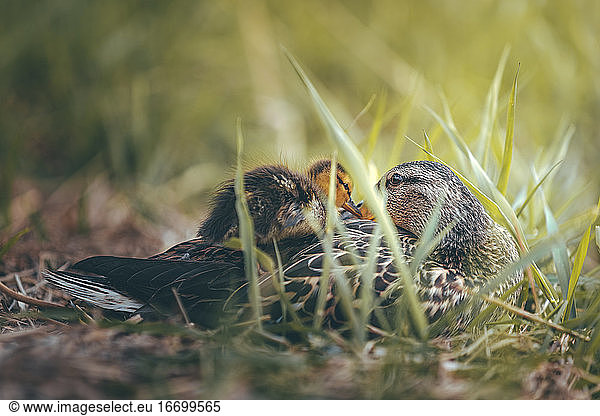 A mother duck cuddles next to her duckling on a spring afternoon.