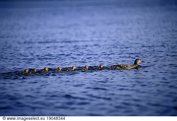 A mother duck leads her new family of seven ducklings  Maine.