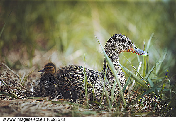 A mother duck sits in the grass next to her duckling