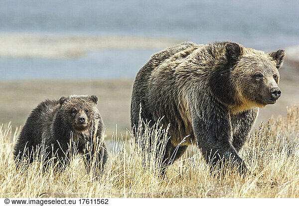 A mother grizzly and her cub walk over a dry grassy field.