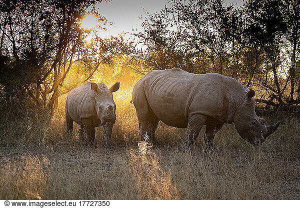 A mother white rhino and calf  Ceratotherium simum  stand together  backlit