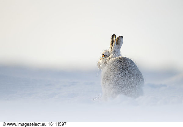 A Mountain Hare (Lepus timidus) in the late evening sun in the Cairngorms National Park  UK.