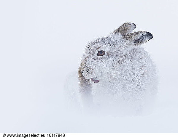 A Mountain Hare (Lepus timidus) preens in the Cairngorms National Park  UK.