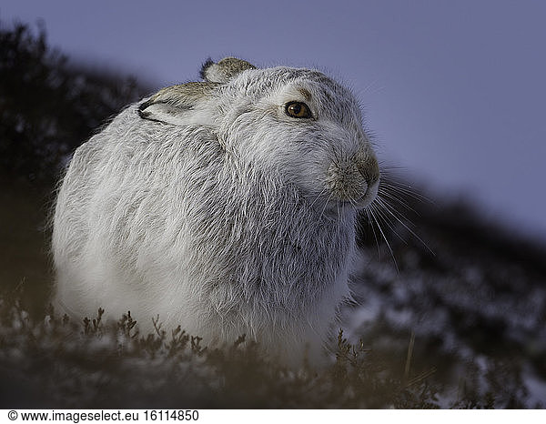 A Mountain Hare (Lepus timidus) rests on the mountainside in the Cairngorms National Park  UK.