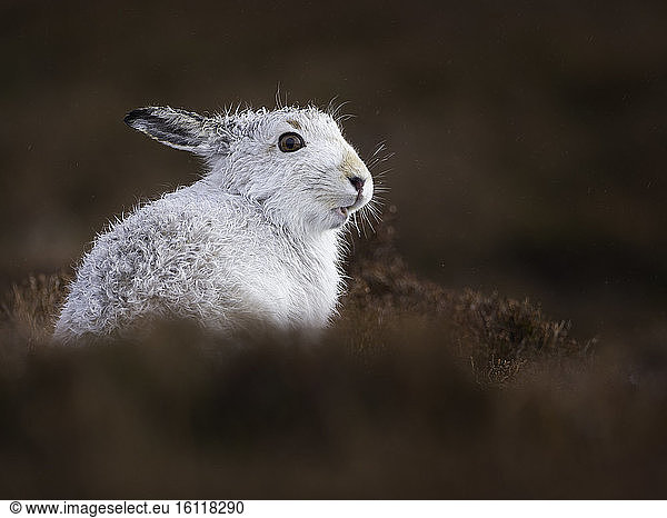 A Mountain Hare (Lepus timidus) stands out from his surrounds in the Cairngorms National Park  UK.
