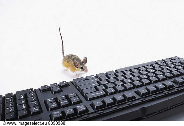 A mouse beside a computer keyboard British columbia canada