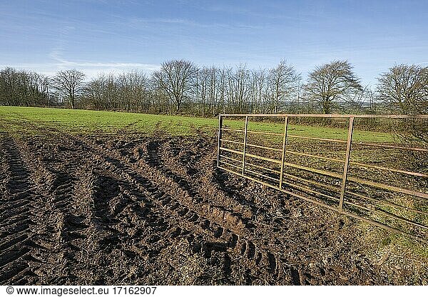 A muddy entrance to a field in winter near Bampton  Devon  England.