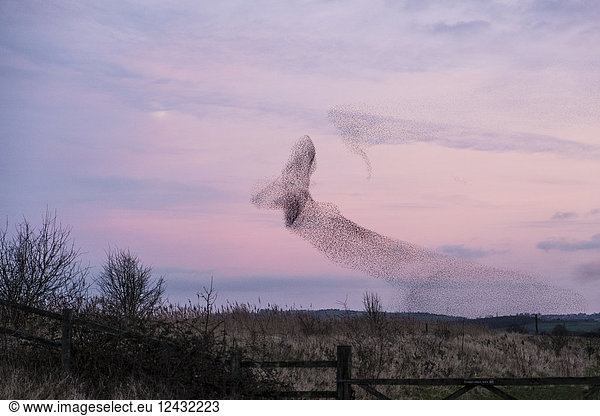 A murmuration of starlings  a spectacular aerobatic display of a large number of birds in flight at dusk over a wetland nature reserve.
